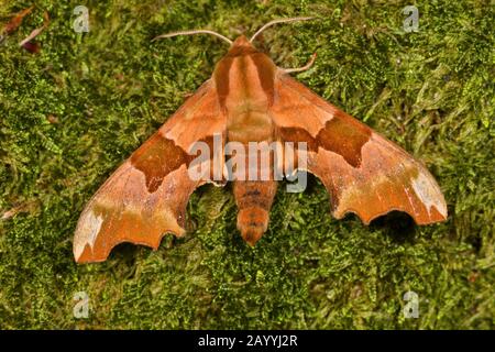 Falkmoth di calce (Mimas tiliae), su muschio, Germania Foto Stock