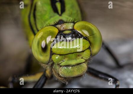 Serpentinus dragonfly, Snaketail verde (Ophiogomphus serpentinus, Ophiogomphus cecilia), ritratto, vista frontale, Germania Foto Stock