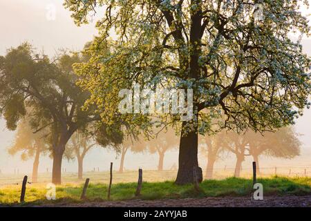 Frutteto prato vicino Voeren; Haspengouw, Belgio, Limburgo, Sint-Martens-Voeren, Voerstreek Foto Stock