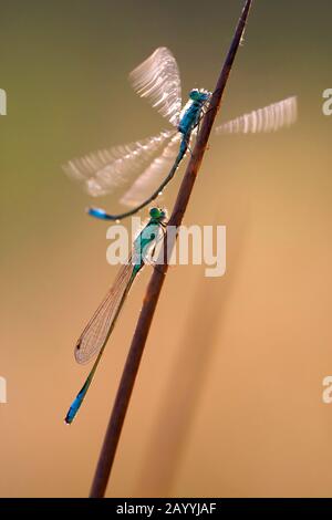 Ischnura comune, damselfly dalla coda blu (Ischnura elegans), due maschi su una lama di erba, Belgio, Fiandre Orientali, Oudenaarde Foto Stock