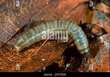 Gru a mosca, Crane-fly, Cranefly, daddy-long-Legs (spec. Di Tipula), larva di una gru a mosca, Germania Foto Stock