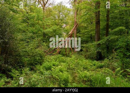 Quercia (Quercus spec.), albero rotto nella riserva naturale Hasbruch, Germania, Brema, NSG Hasbruch Foto Stock