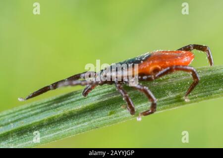 Tick europeo di ricino, tick europeo di pecora (Ixodes ricinus), che si annidano in cima ad una lama di erba, Germania, Baviera, Niederbayern, bassa Baviera Foto Stock