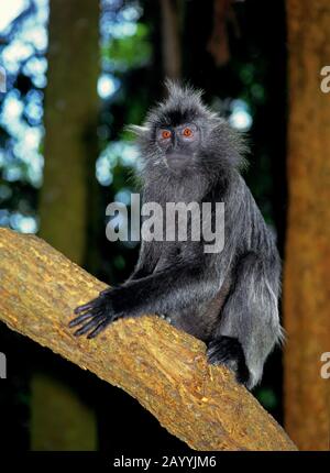 Scimmia a foglia dusky, langur spettacolare (Presbytis melalophos crucigera), morph grigia Foto Stock