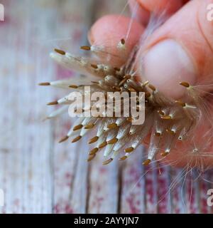 Thistle canadese, thistle strisciante (arvense cirsium), frutti con pappus, Germania Foto Stock