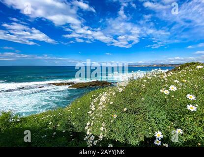 Fiori selvatici che fioriscono sulla cima della baia di la Jolla Foto Stock