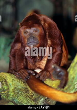 Scimmia di Howler rossa (Alouatta ursina), seduta su un ramo, vista frontale Foto Stock