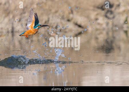 Fiume Martin pescatore (Alcedo atthis), decollare dall'acqua, Germania, Baviera, Niederbayern, Bassa Baviera Foto Stock