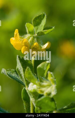 Birdsfoot Trefoil (ornithopodioides di loto), fioritura, Germania Foto Stock