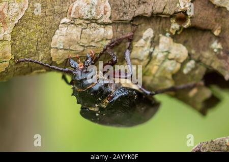 Prionus longhorn Beetle, Greater British longhorn, il conciatore, il sawyer (Prionus coriarius), sulla corteccia, Germania, Baviera, Niederbayern, Bassa Baviera Foto Stock