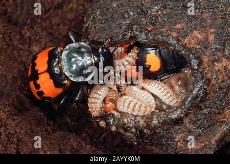 Scarabeo burying (Necrophorus vespilloides, Nicrophorus vespilloides), larvae in kadaver, Germania Foto Stock