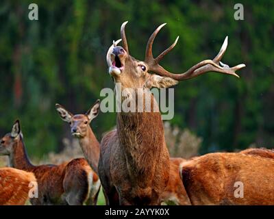 Il cervo (Cervus elaphus), rumoreggianti stag con cerve, Germania, Sassonia Foto Stock