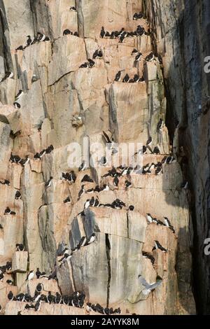 Migliaia di murres Spesso-fatturati o guillemot di Brünnich (Uria lomvia) stanno nidificando nella scogliera di uccello di Alkefjellet a Lomfjordhalvøya In Ny-Friesland Foto Stock