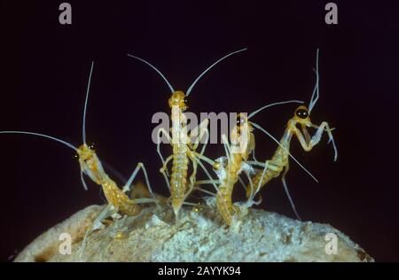 Mantis (Mantis religiosa), larvae botola dei coon tein Foto Stock