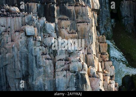 Migliaia di murres Spesso-fatturati o guillemot di Brünnich (Uria lomvia) stanno nidificando nella scogliera di uccello di Alkefjellet a Lomfjordhalvøya In Ny-Friesland Foto Stock