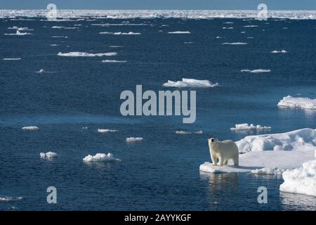 Un orso polare (Ursus maritimus) è alla ricerca di cibo al bordo del ghiaccio pack a nord di Svalbard, Norvegia. Foto Stock