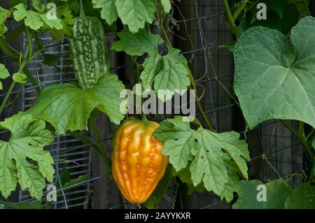 melone amaro Foto Stock