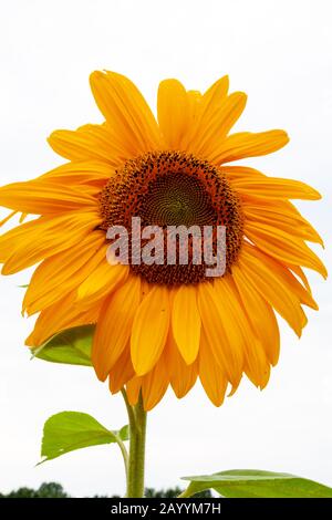 Girasole domestico gigante, di James D Coppinger/Dembinsky Photo Assoc Foto Stock