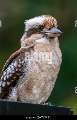 Primo piano di un Kookaburra di Laughing su sfondo verde scuro Foto Stock