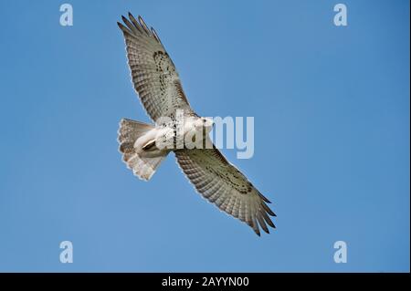 Falco dalla coda rossa in volo Foto Stock