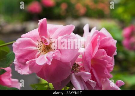 Primo piano di rosa Rosa - fiori di rosa nel giardino di campagna del cortile di fronte in estate. Foto Stock