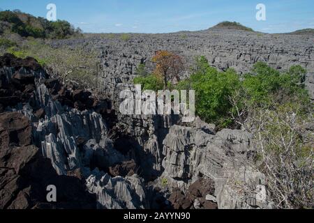 Vista dei bizzarri pinnacoli calcarei noti come Tsingy alla Riserva di Ankarana nel Madagascar settentrionale. Foto Stock