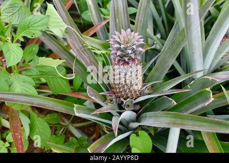 Giovani ananas coltivati in una piantagione di ananas polinesiana francese. Foto Stock