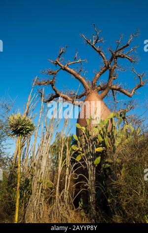 Albero di pietra (Adansonia rubrostipa) vicino Alla Riserva di Berenty nel Madagascar meridionale. Foto Stock