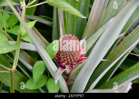 Giovani ananas coltivati in una piantagione di ananas polinesiana francese. Foto Stock