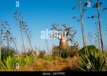 Albero di pietra (Adansonia rubrostipa) vicino Alla Riserva di Berenty nel Madagascar meridionale. Foto Stock