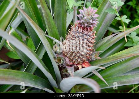 Giovani ananas coltivati in una piantagione di ananas polinesiana francese. Foto Stock