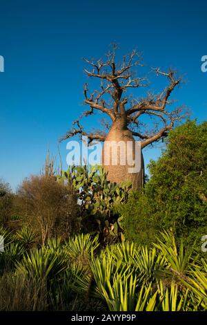 Albero dei baobab (Adansonia rubrostipa) vicino Alla Riserva di Berenty nel Madagascar meridionale. Foto Stock