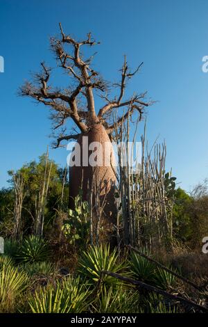 Albero dei baobab (Adansonia rubrostipa) vicino Alla Riserva di Berenty nel Madagascar meridionale. Foto Stock