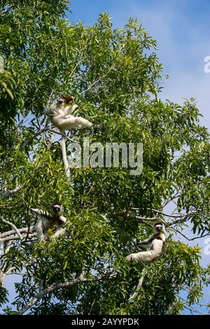 Gruppo dei sifakas di Verreaux (Propithecus verreauxi), o sifaka bianco che alimenta nell'albero alla Riserva di Berenty nel Madagascar meridionale. Foto Stock