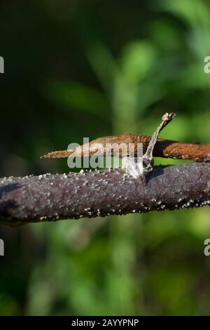 Primo piano del Madagascar. Serpente foglia-nosta (Langaha madagascariensis) alla Riserva di Mandraka vicino a Moramanga, Madagascar. Foto Stock