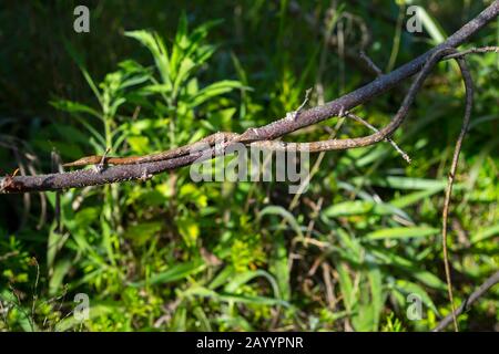 Serpente foglia-nosta (Langaha madagascariensis) alla Riserva di Mandraka vicino a Moramanga, Madagascar. Foto Stock