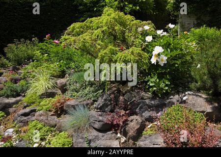 Confine roccioso con Berberis - arbusto di Barberry, Paeonia bianca - fiori di Peonia, Echeveria - piante succulente, Festuca glauca 'Elia Blu' - Fescue. Foto Stock