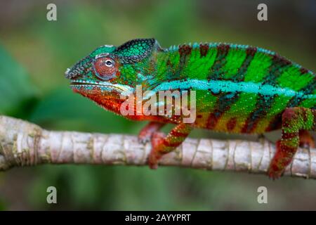 Primo piano di Panther chameleon maschio (Furcifer pardalis) alla Riserva di Mandraka vicino a Moramanga, Madagascar. Foto Stock