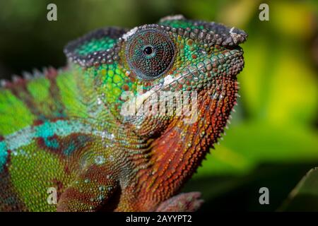 Primo piano di Panther chameleon maschio (Furcifer pardalis) alla Riserva di Mandraka vicino a Moramanga, Madagascar. Foto Stock