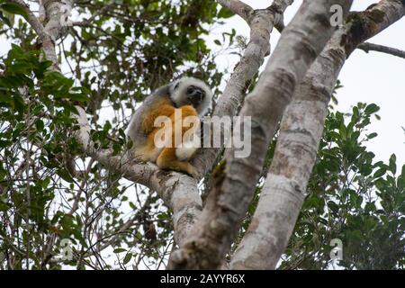 A Diademed sifaka (Propithecus diadema) seduto nell'albero nella foresta pluviale Della Riserva di Perinet, Madagascar. Foto Stock