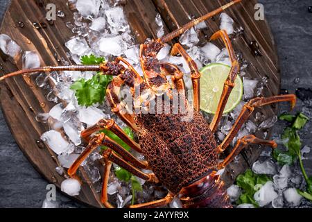 Aragosta fresca di Cape, aragosta di roccia di West Coast, Jasus lalandii su uno sfondo scuro di ardesia con cubetti di ghiaccio freddo, vista dall'alto, piatto lay, colpo di testa Foto Stock