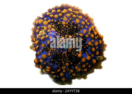 Arancione punta fungo corallo morbido - Ricordea yuma Foto Stock