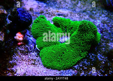 Anemone tappeto verde - Stichodactyla haddoni Foto Stock