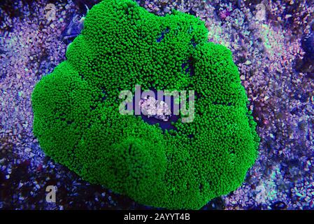 Anemone tappeto verde - Stichodactyla haddoni Foto Stock