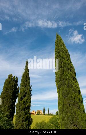 Paesaggio con cipressi italiani (Cupressus sempervirens) nella Val d'Orcia vicino Pienza in Toscana. Foto Stock