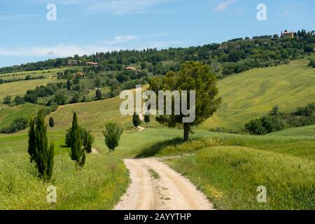 Paesaggio con cipressi italiani (Cupressus sempervirens) e strada sterrata in Val d'Orcia vicino Pienza in Toscana. Foto Stock