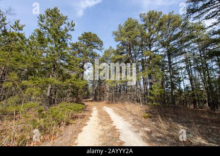 Strada di sabbia fiancheggiata da pini pece nelle barrene NJ pino Foto Stock