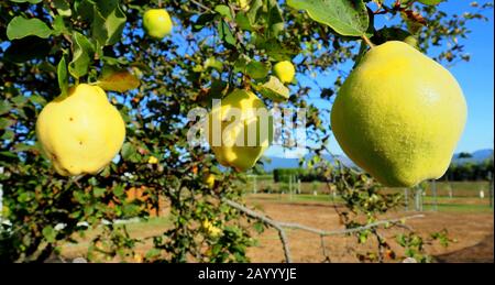 Quince (un frutto d'autunno) maturando su un albero alla fine dell'estate 2020 Foto Stock