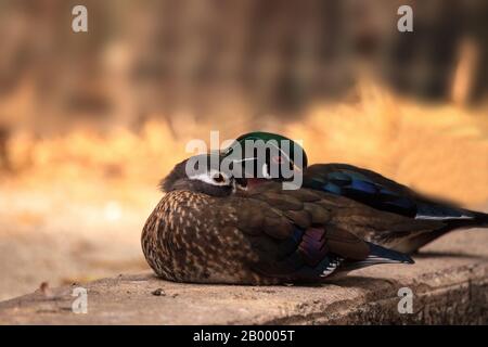 Coppia di sonno di anatra di legno Aix sponsa a Bonita Springs, Florida Foto Stock