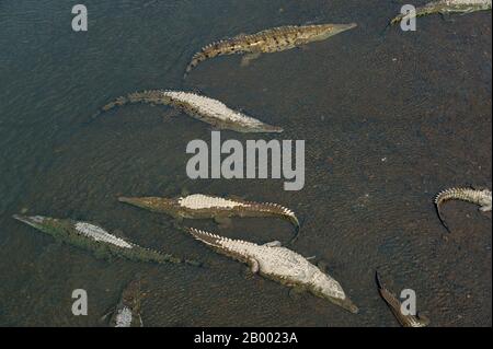 Vista dei coccodrilli americani (Crocodylus acutus) sul bordo settentrionale del Parco Nazionale di Carara nel fiume Tárcoles, chiamato anche Grande de Tárcoles Foto Stock